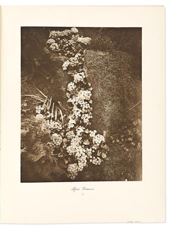 (BOTANICAL.) Ellen Willmott; and Alfred Parsons. The Genus Rosa.